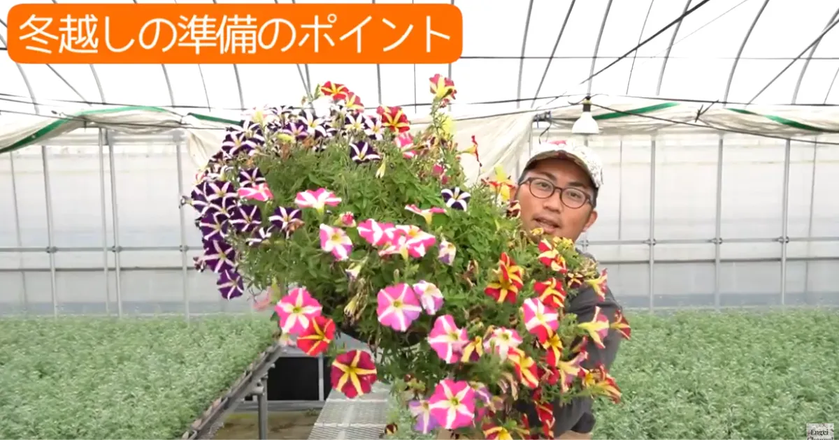 ペチュニアの冬越しチャレンジ