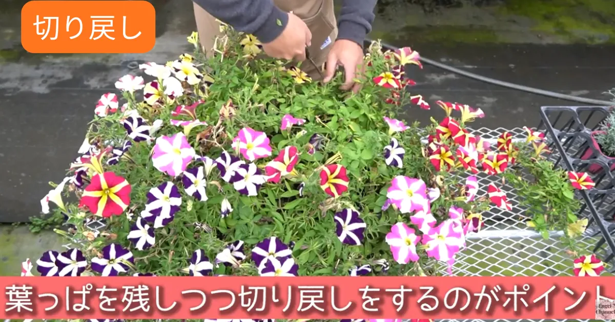 ペチュニアの冬越しチャレンジ