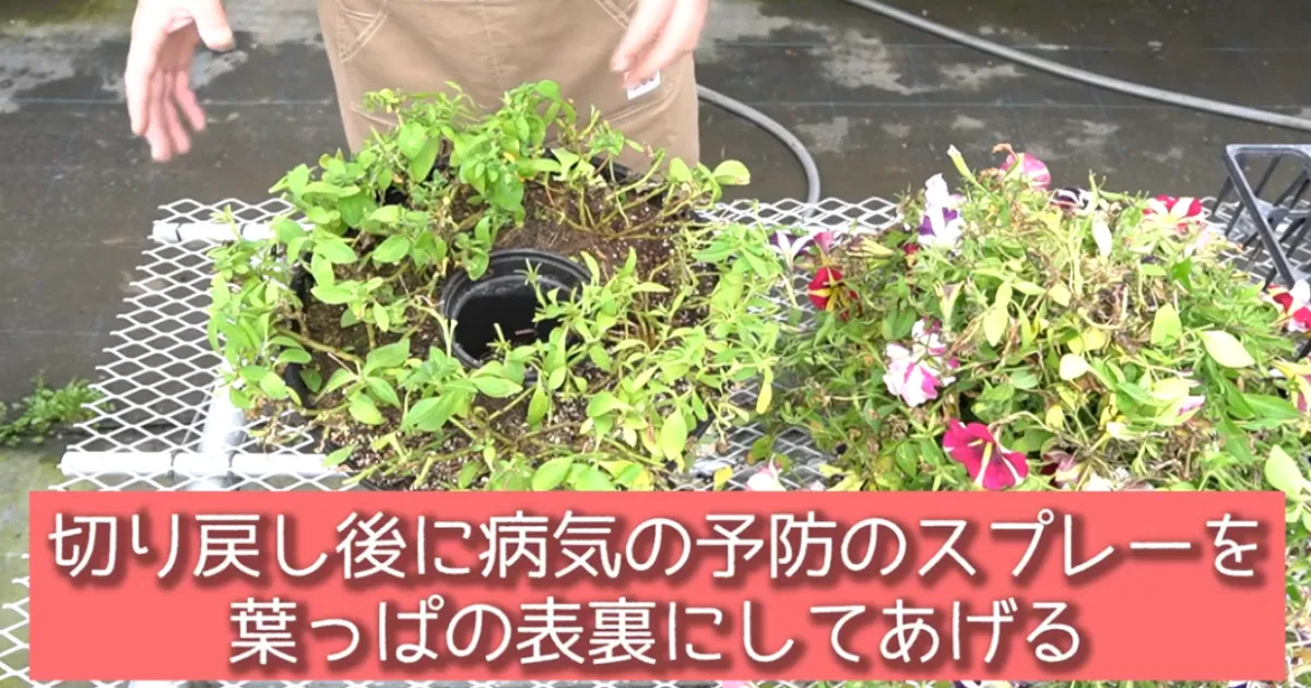 ペチュニアの冬越しチャレンジ