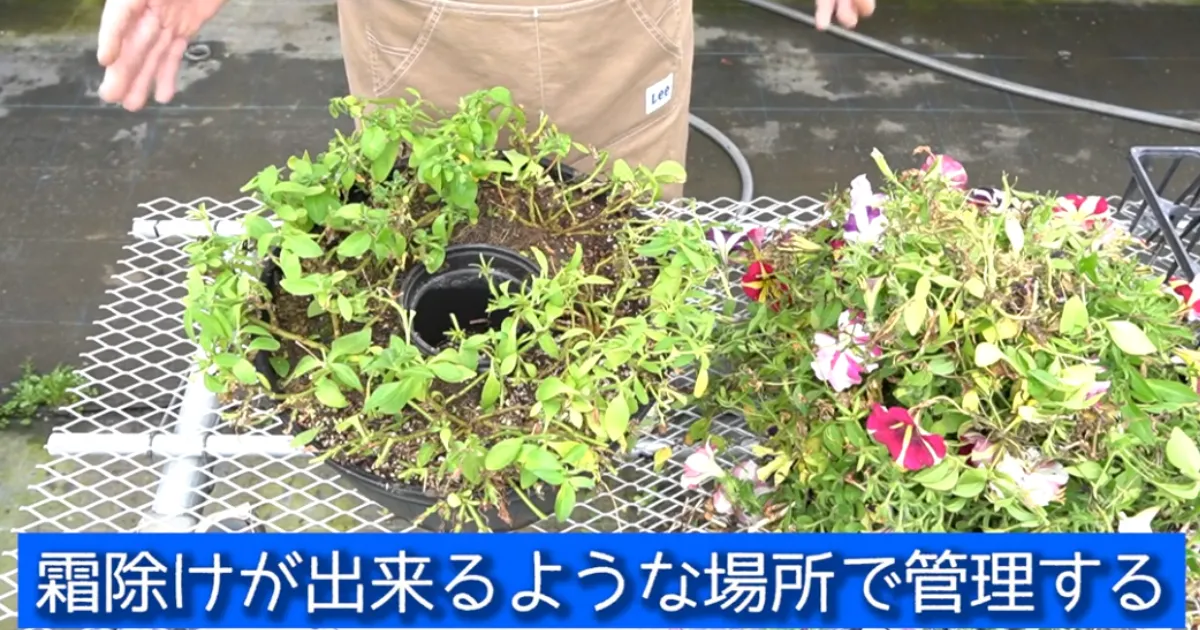 ペチュニアの冬越しチャレンジ