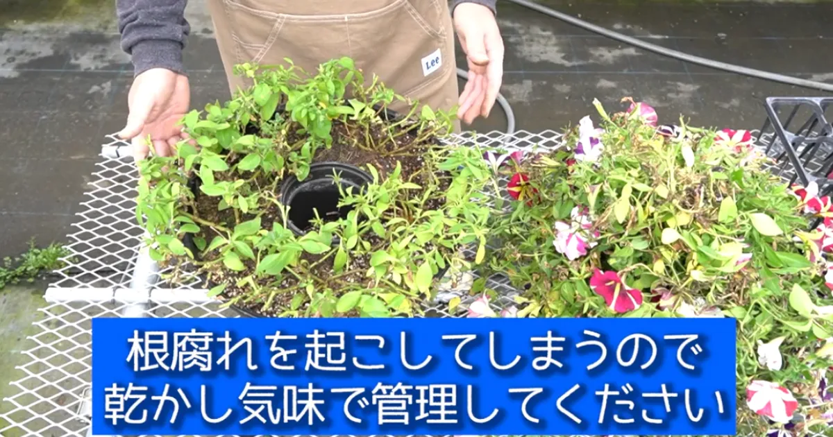 ペチュニアの冬越しチャレンジ