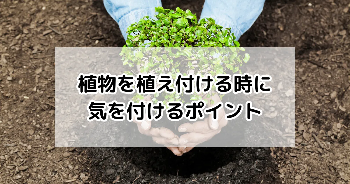 植物を植え付ける時に気を付けるポイント