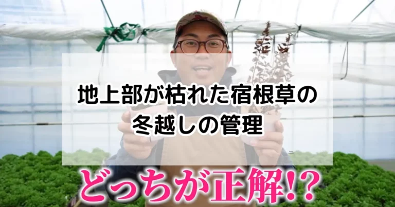 地上部が枯れた宿根草の冬越しの管理