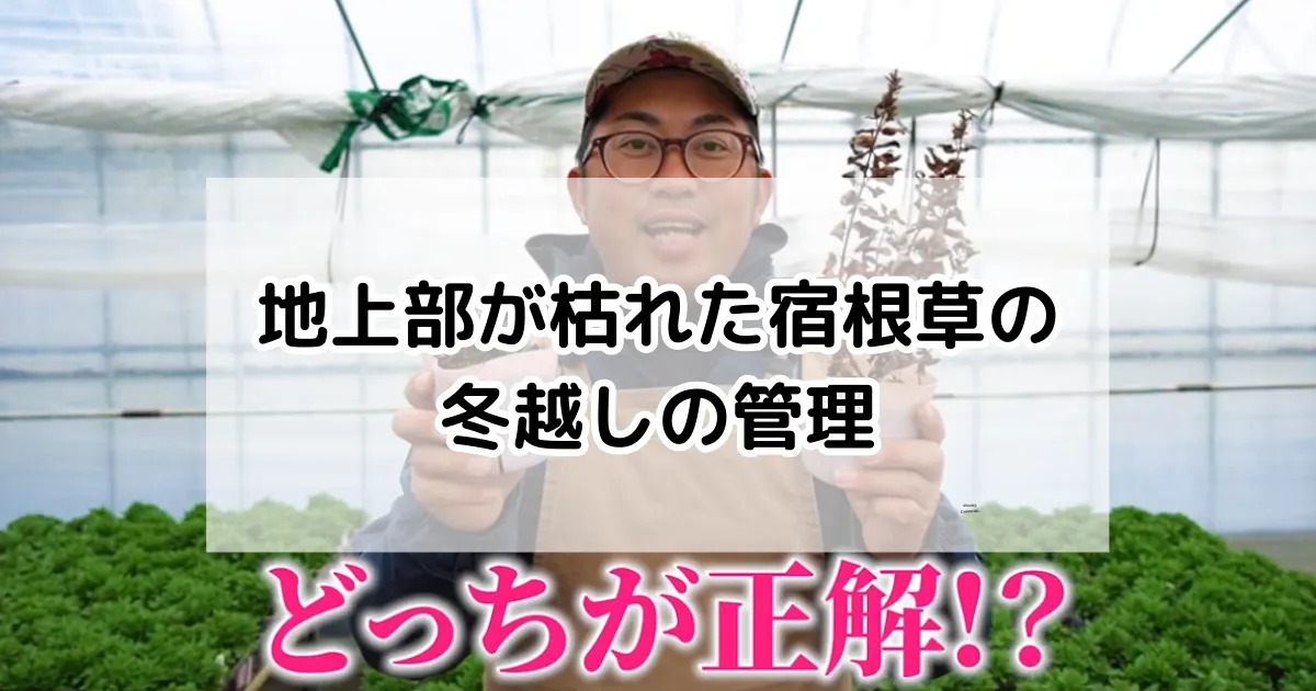 地上部が枯れた宿根草の冬越しの管理