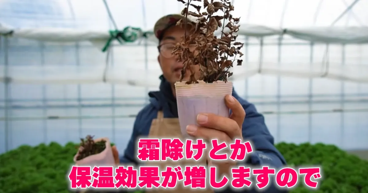 地上部が枯れた宿根草の冬越しの管理