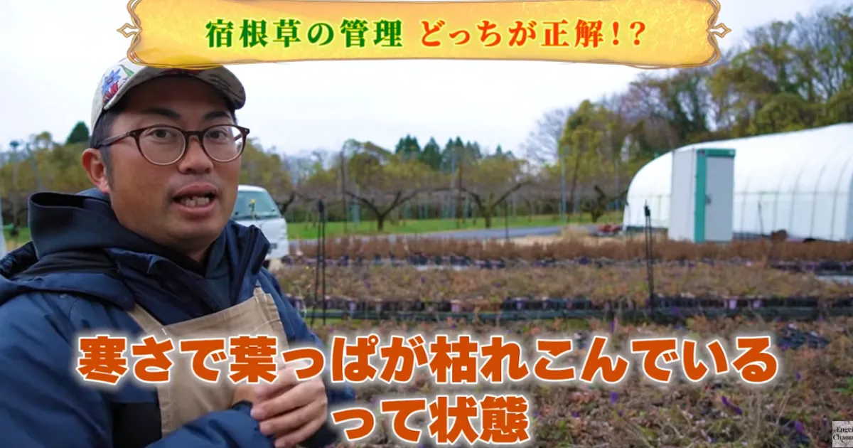 地上部が枯れた宿根草の冬越しの管理