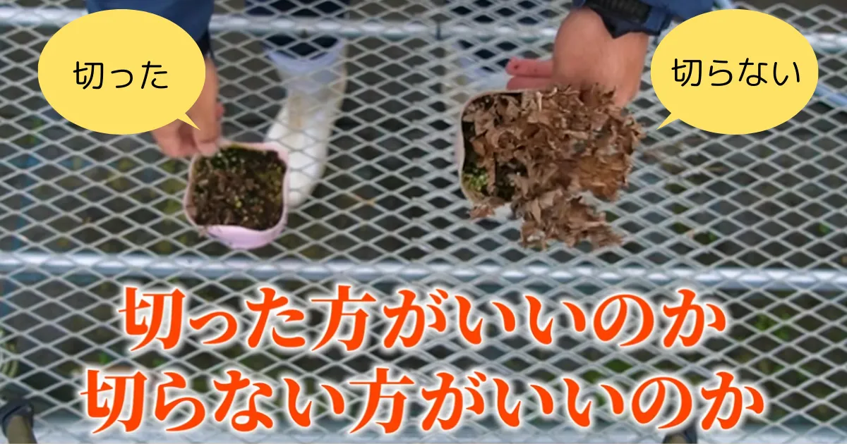 地上部が枯れた宿根草の冬越しの管理