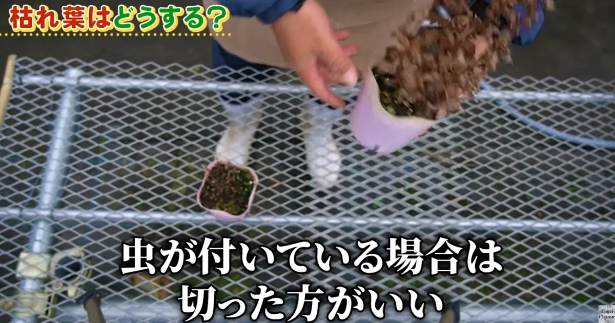 地上部が枯れた宿根草の冬越しの管理