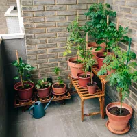 不織布の実力（ベランダ）