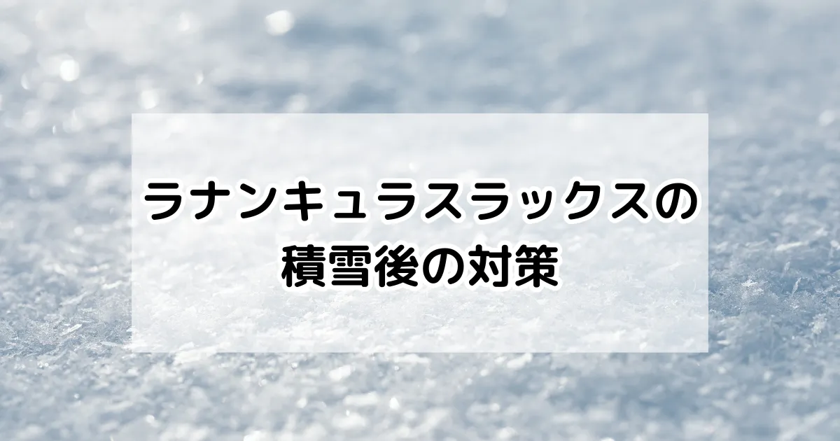 ラナンキュラスラックスの積雪後の対策