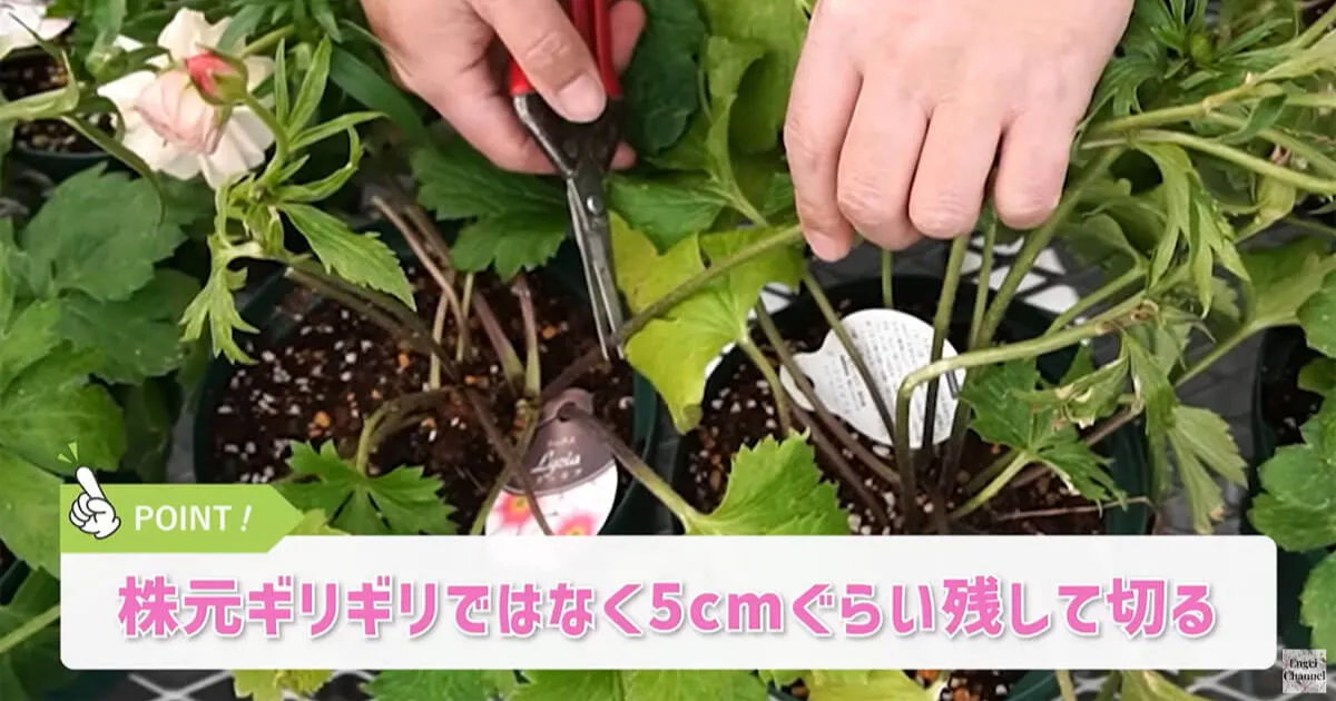 ラナンキュラスラックスの積雪後の対策