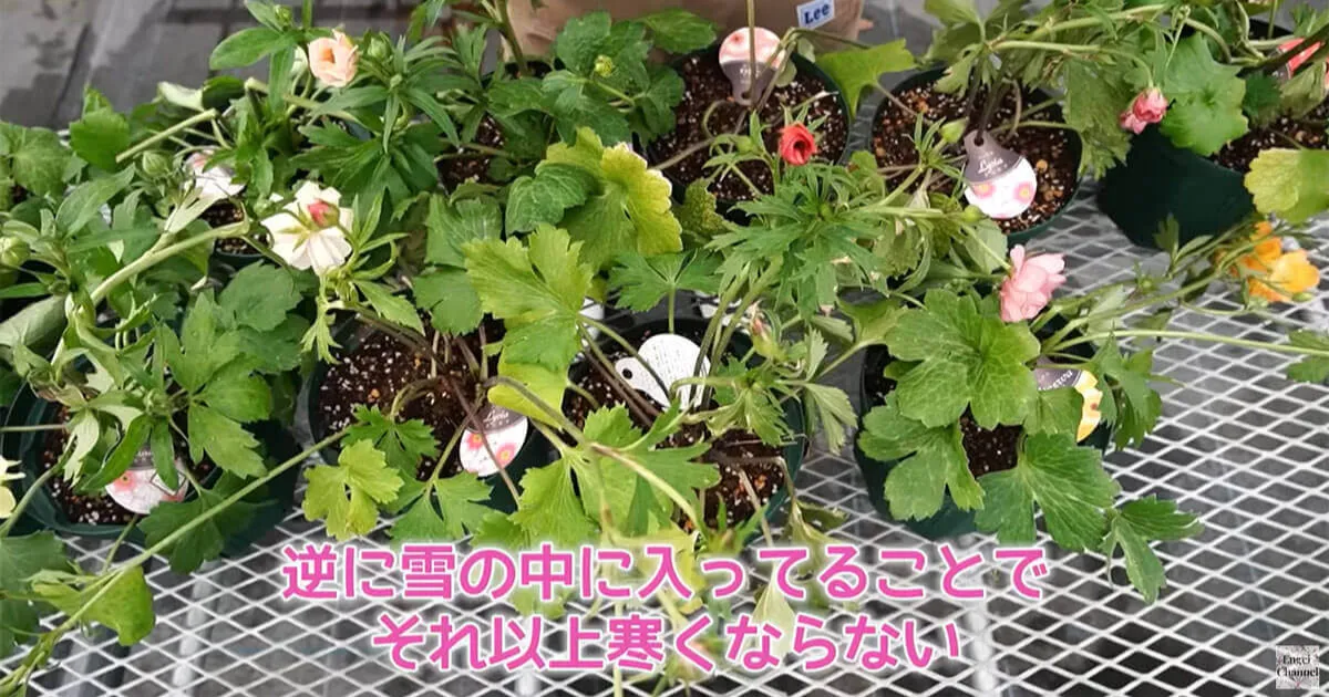 ラナンキュラスラックスの積雪後の対策