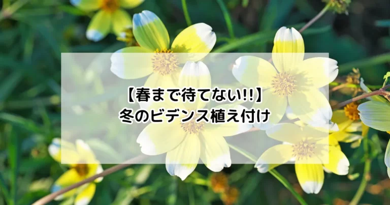 冬のビデンス植え付け