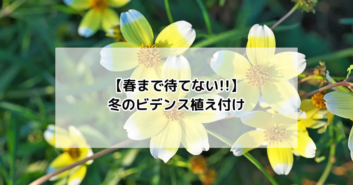 冬のビデンス植え付け