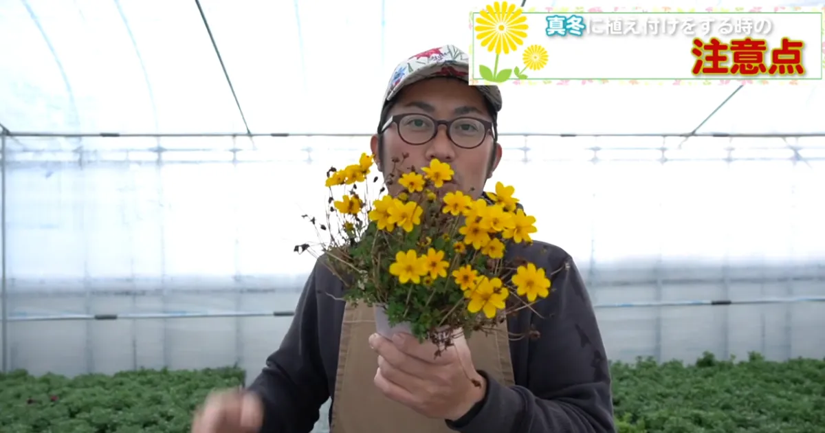 冬のビデンス植え付け