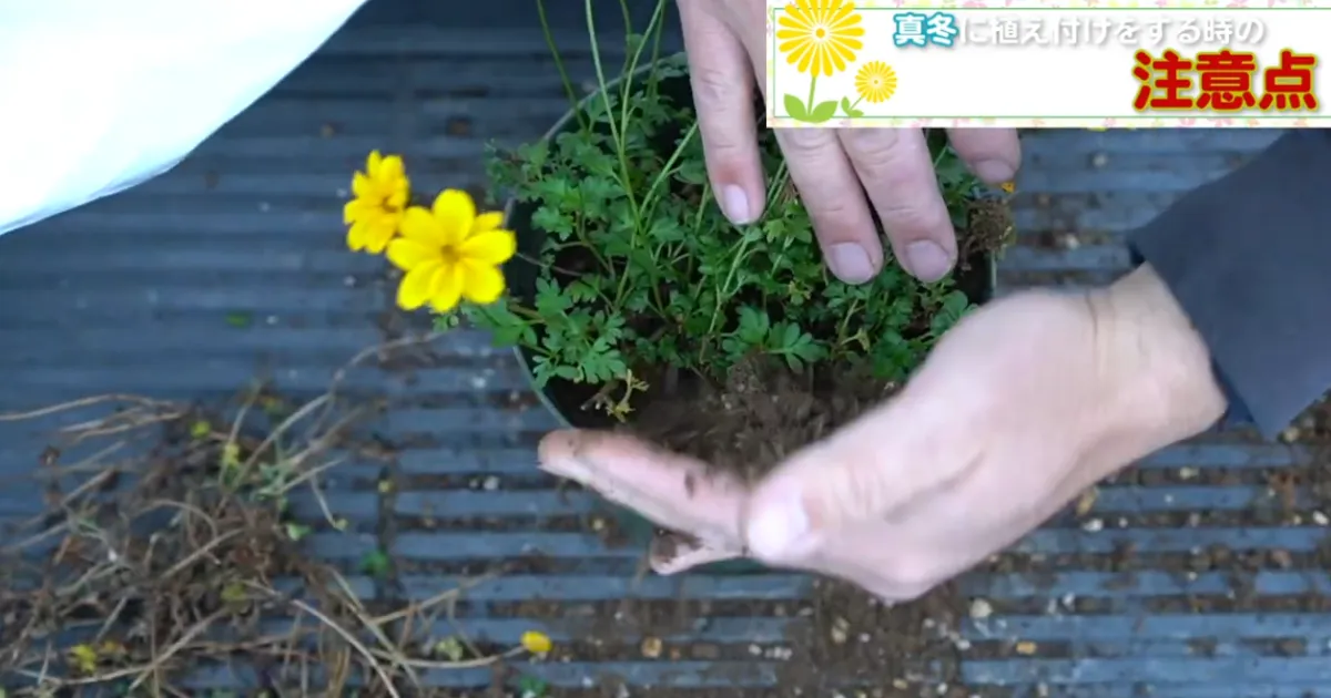 冬のビデンス植え付け