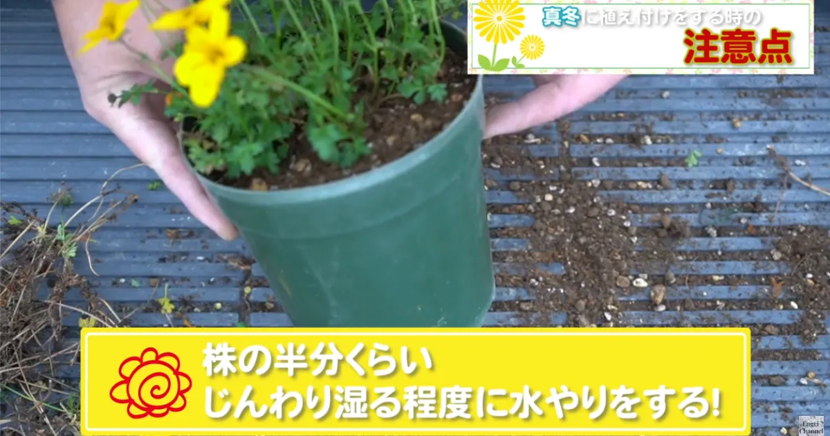 冬のビデンス植え付け