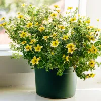 ビデンス 鉢植え