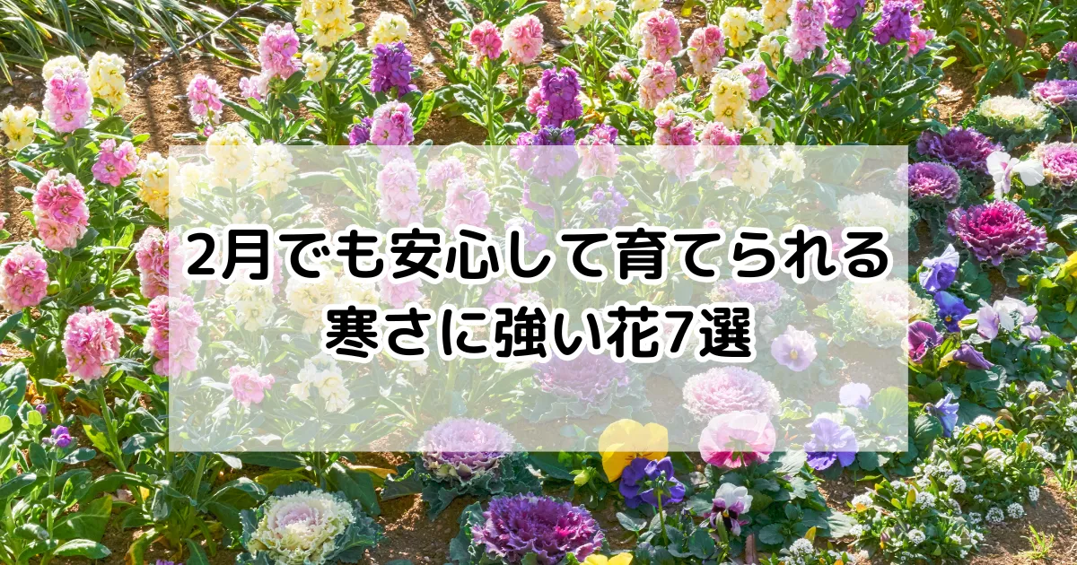 2月でも安心して育てられる寒さに強い花7選