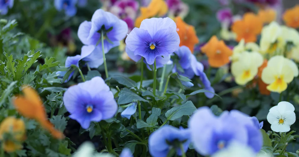 2月でも安心して育てられる寒さに強い花7選