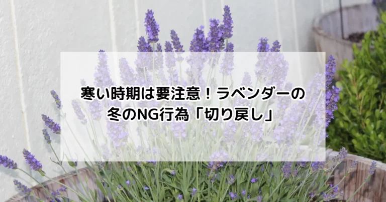 ラベンダー　冬のNG