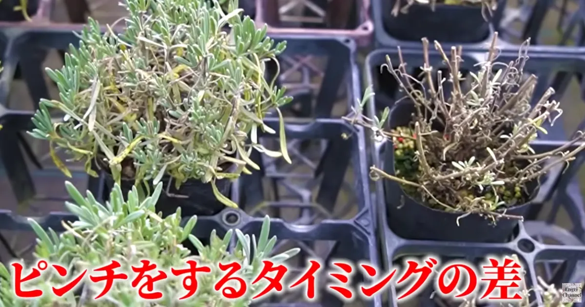 ラベンダー 冬のNG