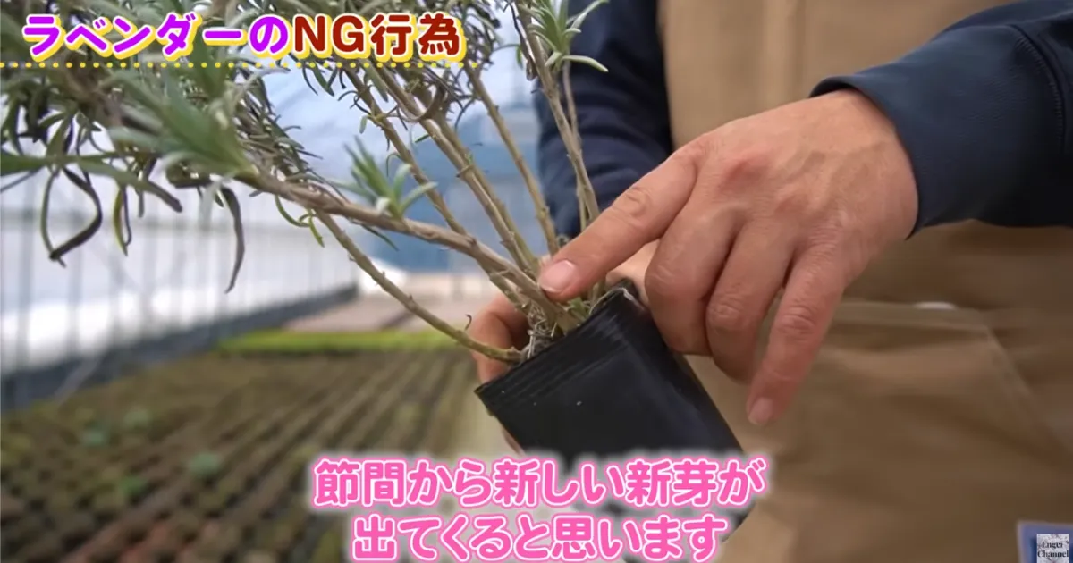 ラベンダー 冬のNG