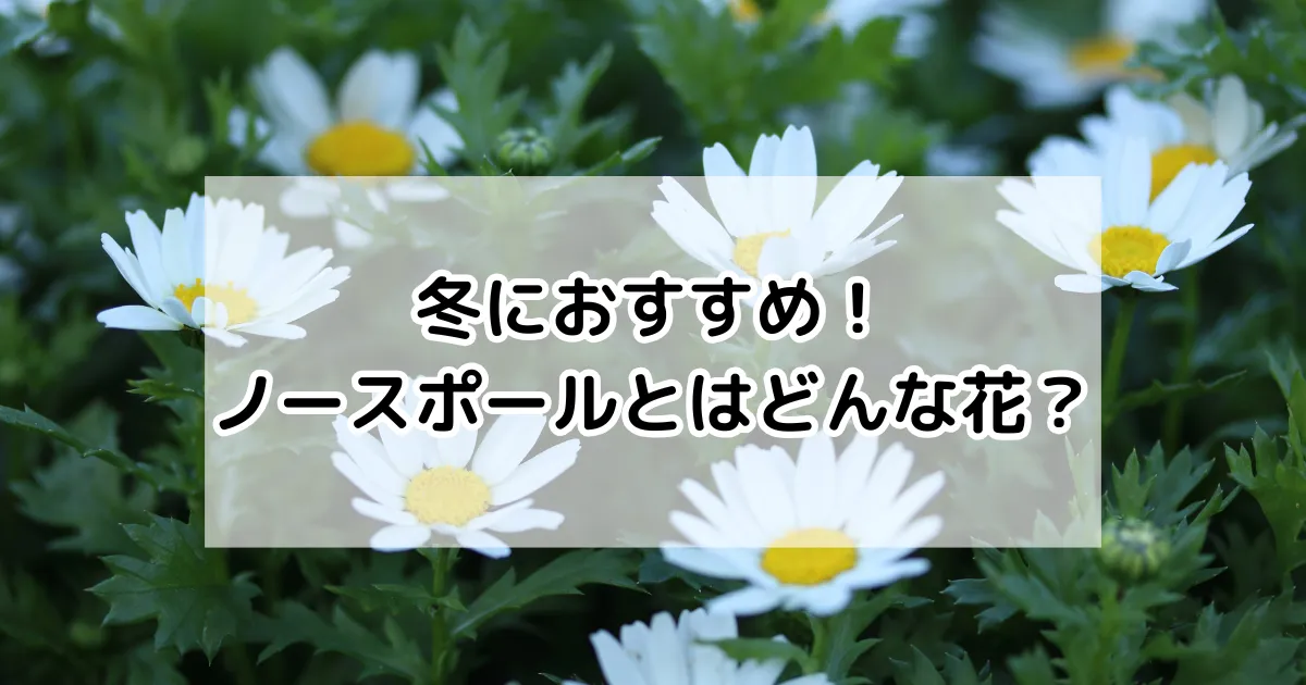 冬におすすめ！ノースポールとはどんな花？