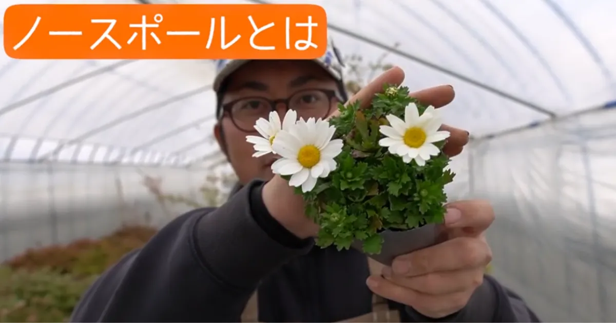 冬におすすめ！ノースポールとはどんな花？