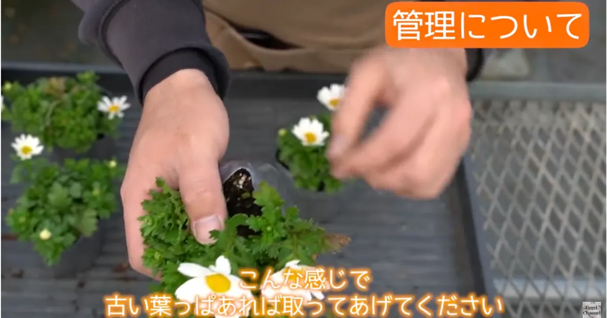 冬におすすめ！ノースポールとはどんな花？