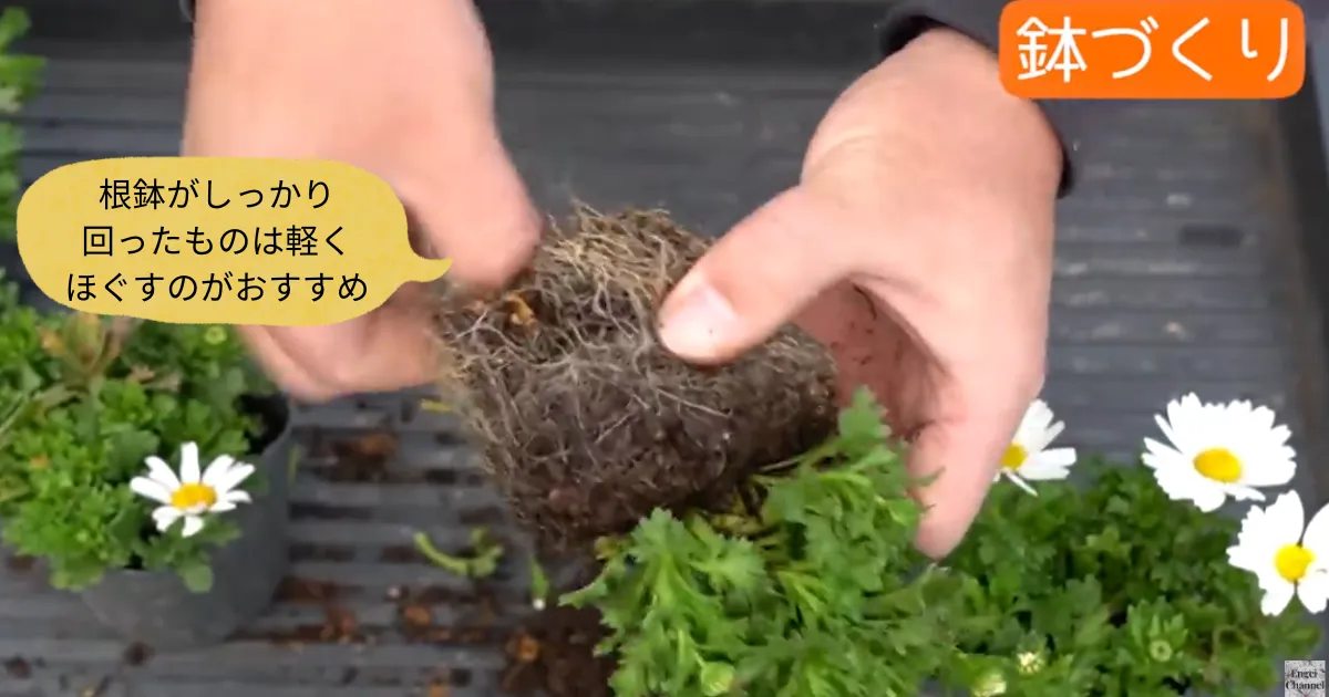 冬におすすめ！ノースポールとはどんな花？