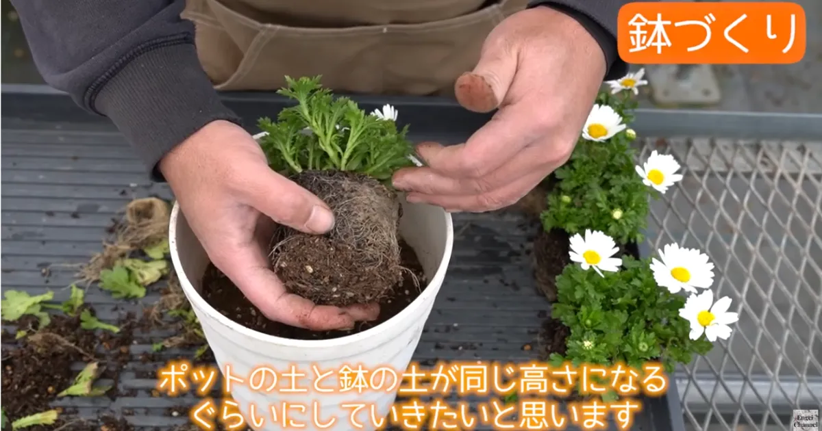 冬におすすめ！ノースポールとはどんな花？