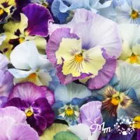 ジョリーアンジュ