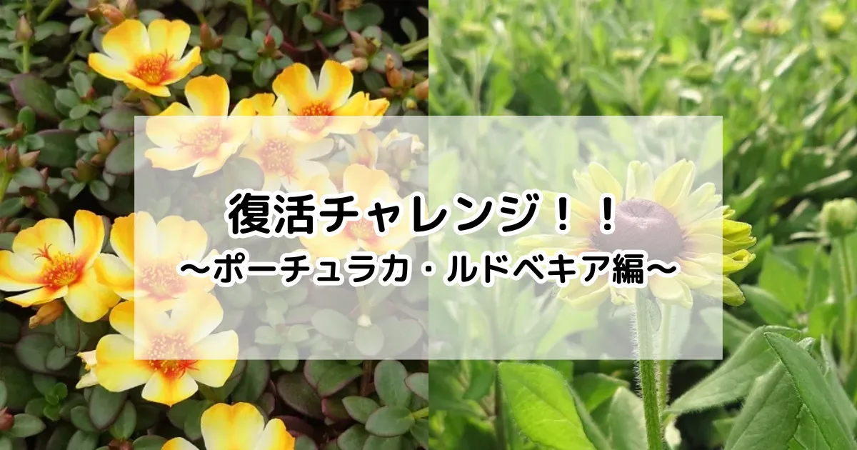 復活チャレンジ