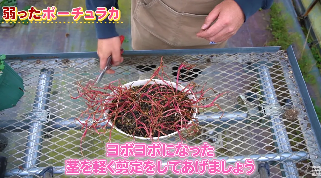 復活チャレンジ