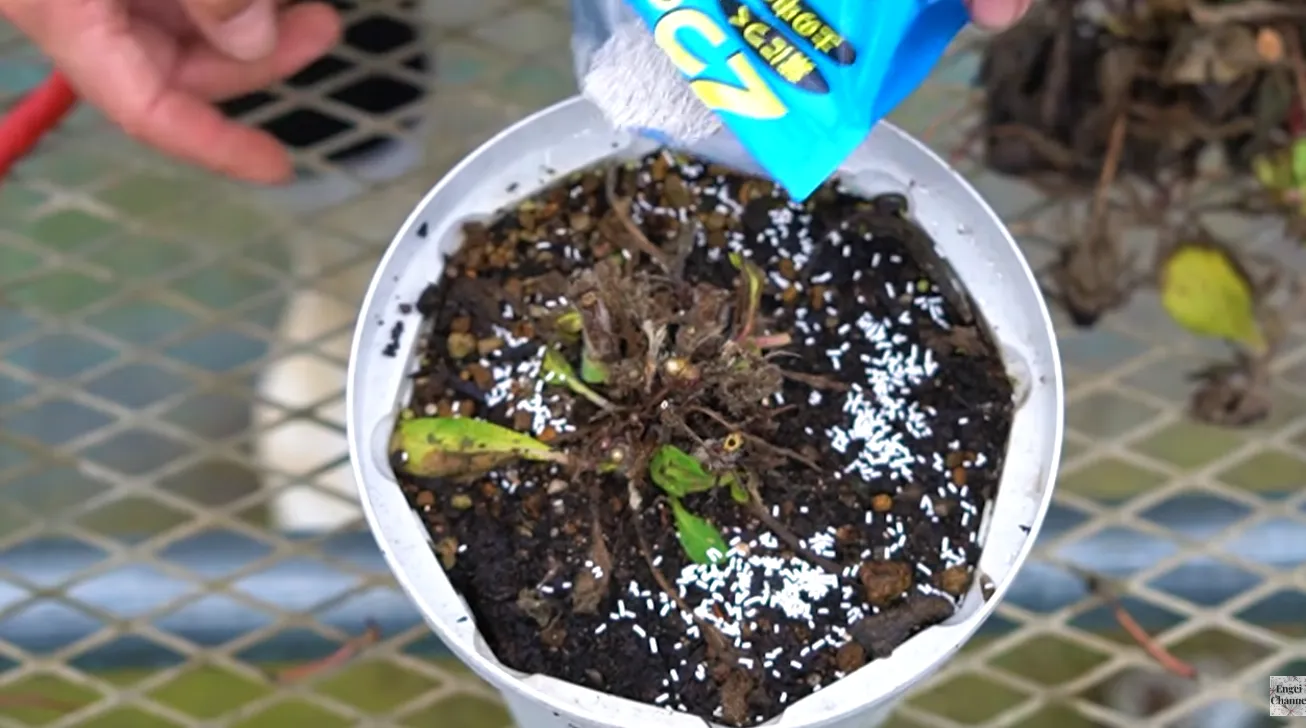 復活チャレンジ