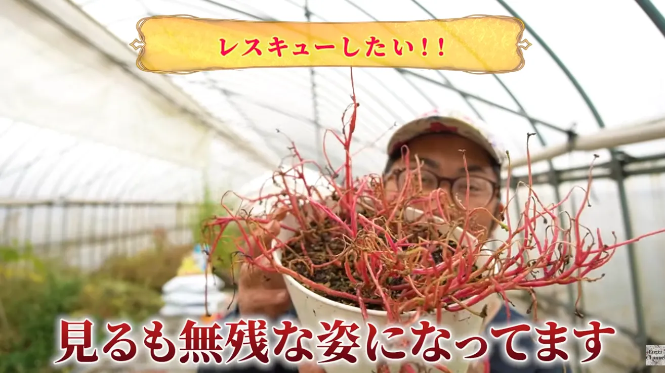 復活チャレンジ