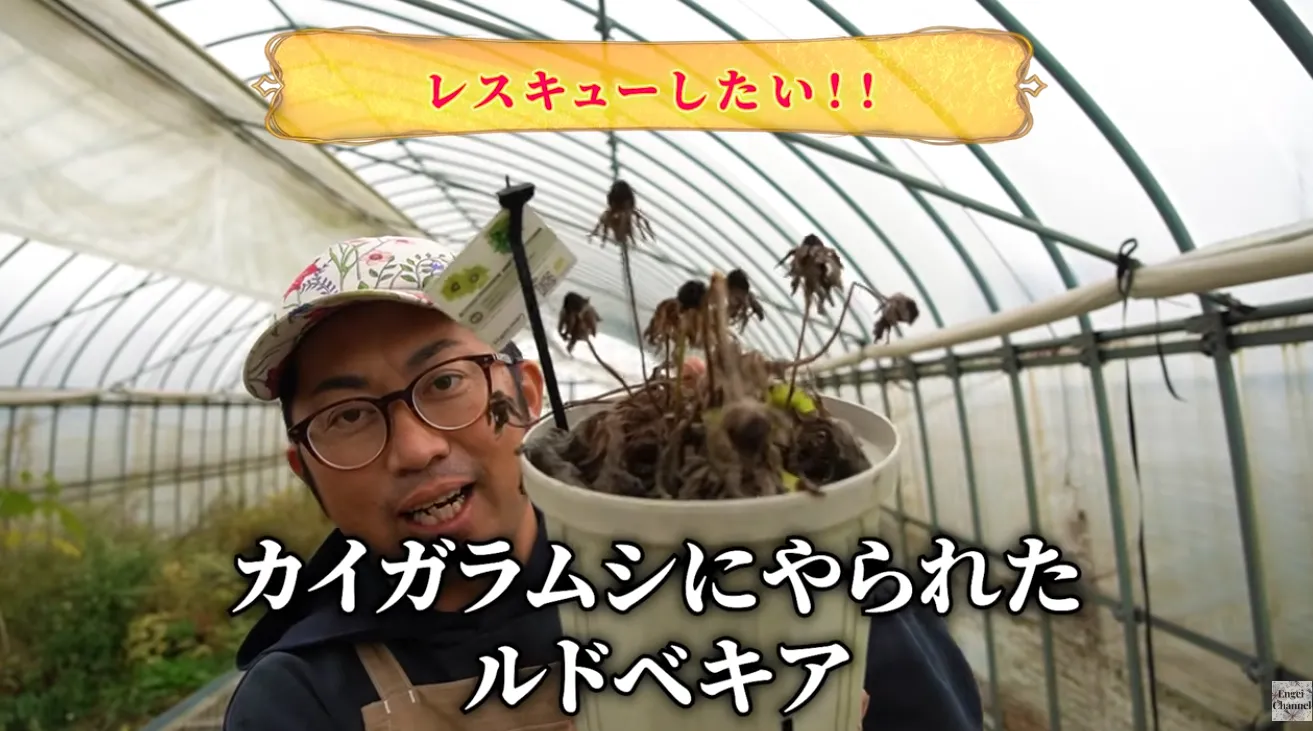 復活チャレンジ