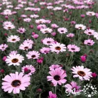 ローダンセマム