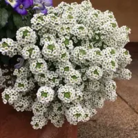 スーパーアリッサム