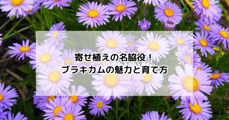 ブラキカムの魅力と育て方