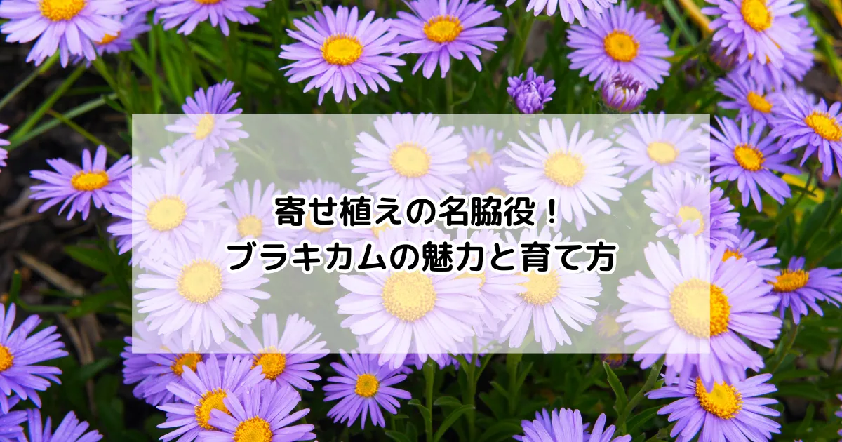 ブラキカムの魅力と育て方