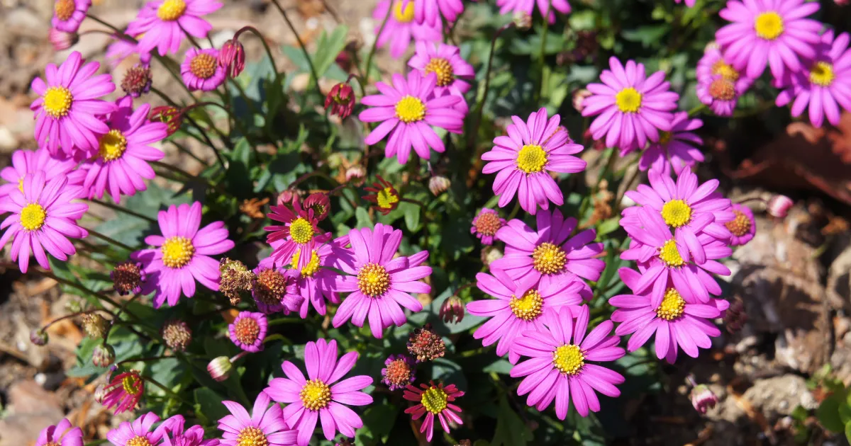 ブラキカムの魅力と育て方
