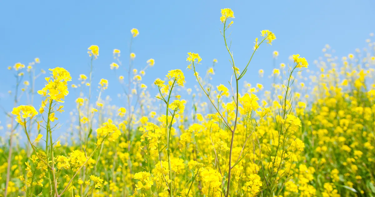 暖かくなる3月に要注意！気をつけたい園芸ポイント5つ