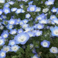 ネモフィラ