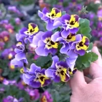 改良途中のビオラたちの花姿