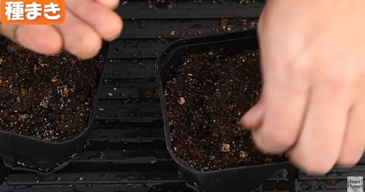 種まき実践編