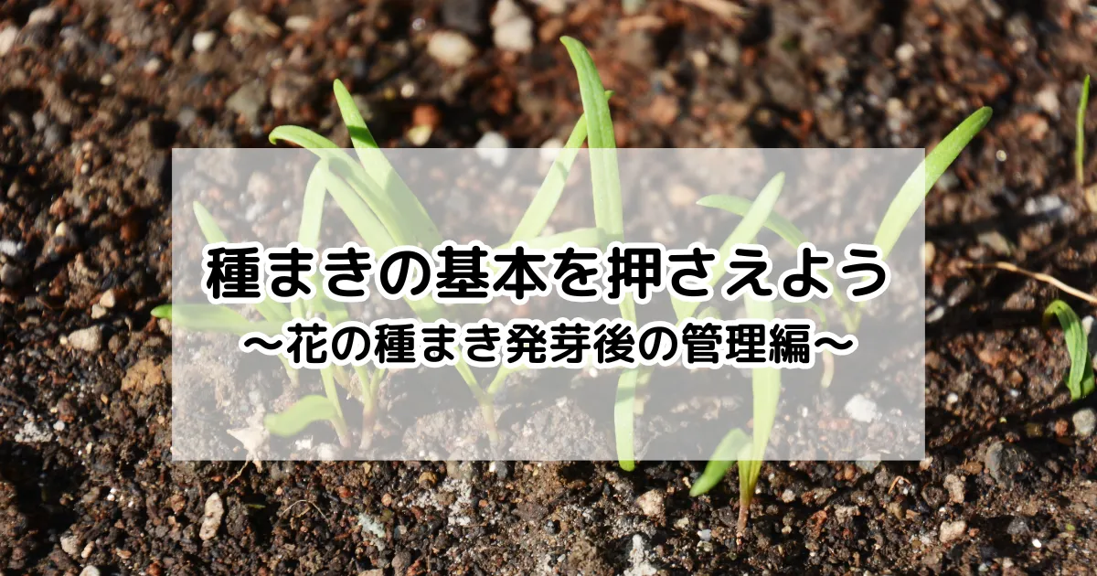 種まき発芽後の管理