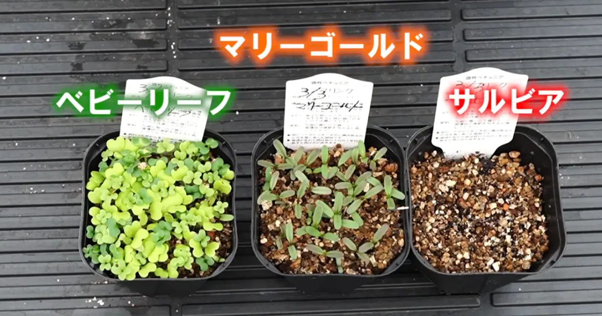 種まき発芽後の管理