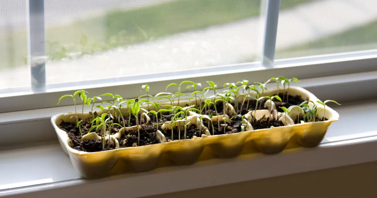 種まき発芽後の管理